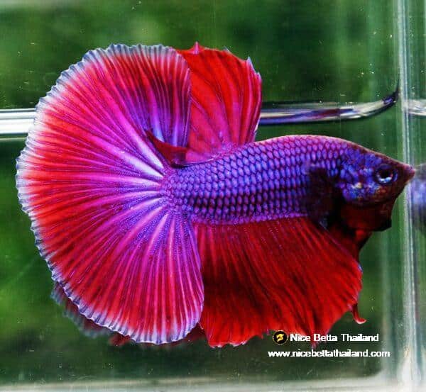 Betta fish OHM Lavender Magenta - Image 4