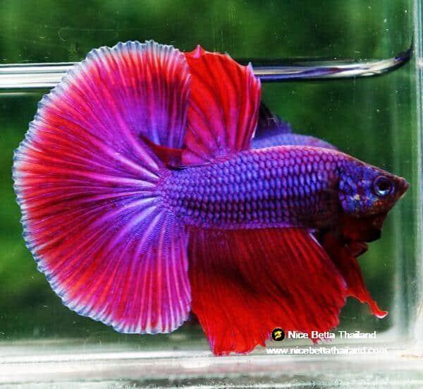 Betta fish OHM Lavender Magenta - Image 6
