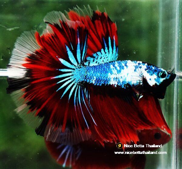 Betta fish OHM Dark Catain America Fancy - Image 4