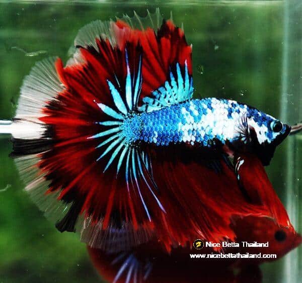 Betta fish OHM Dark Catain America Fancy - Image 2
