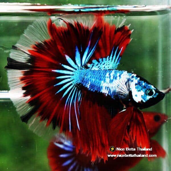 Betta fish OHM Dark Catain America Fancy - Image 6