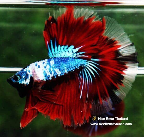Betta fish OHM Dark Catain America Fancy - Image 5
