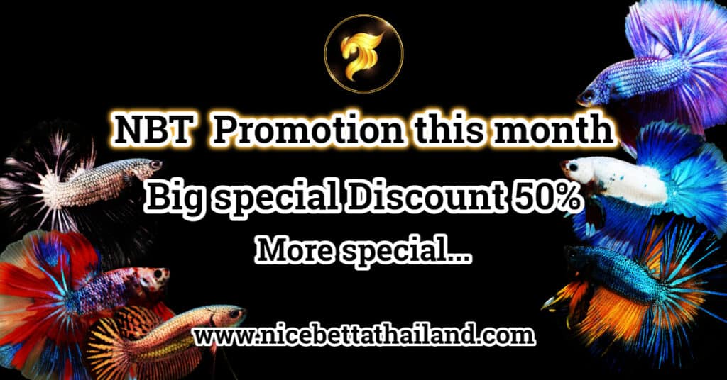 Nice Betta Thailand big discount