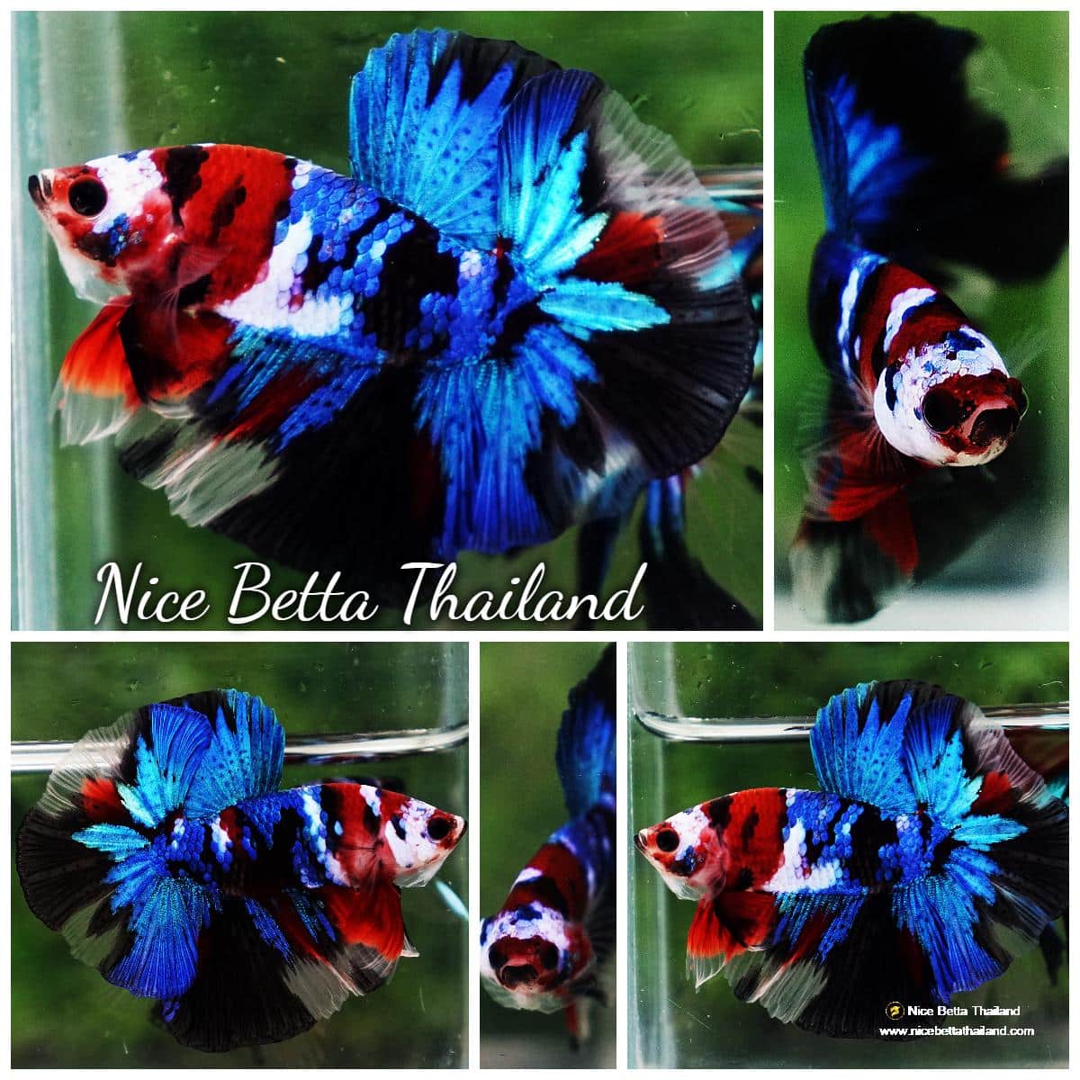 Betta fish OHM Blue Koi Red Scarf