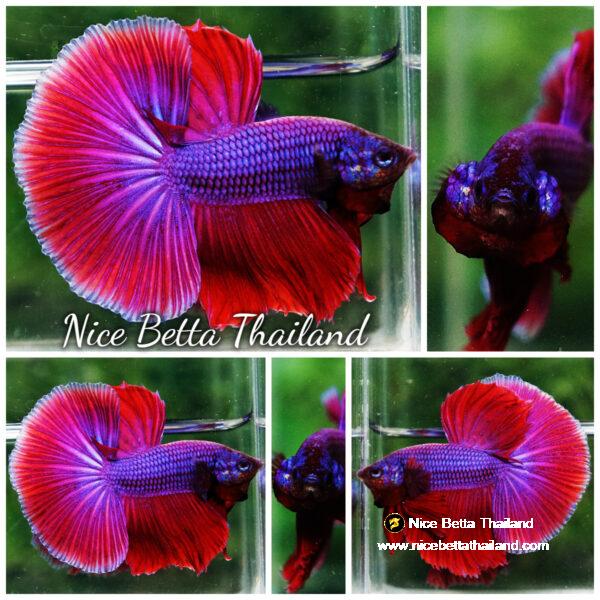 Betta fish OHM Lavender Magenta