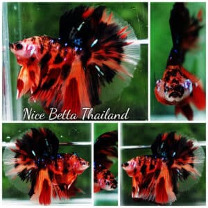 Betta fish OHM Tiger Dark Nemo