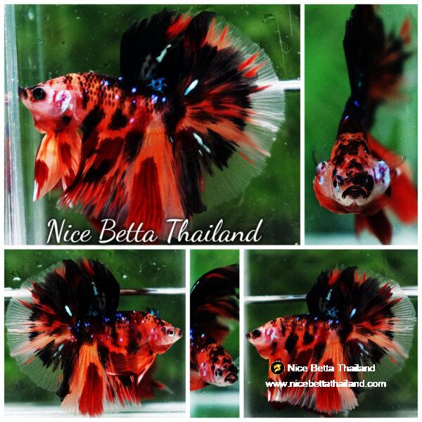 Betta fish OHM Tiger Dark Nemo