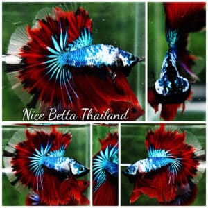 Betta fish OHM Dark Catain America Fancy