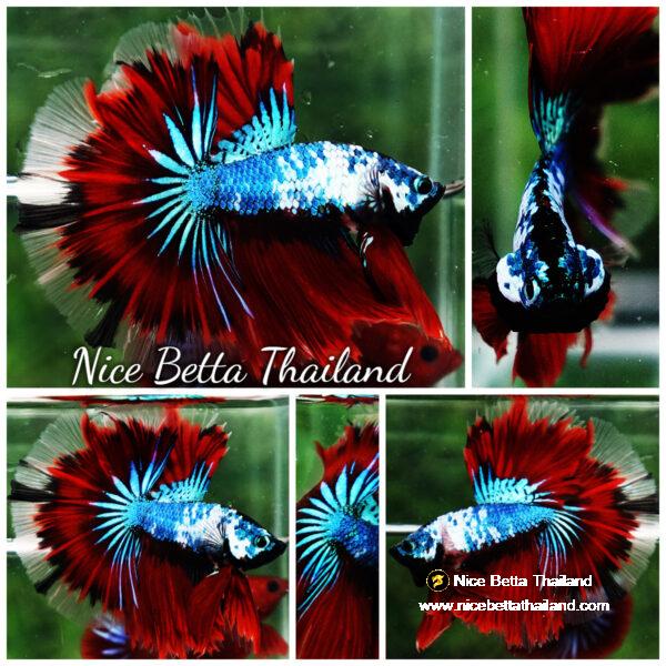 Betta fish OHM Dark Catain America Fancy