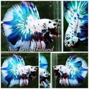 Betta fish OHM Fancy Blue Marble