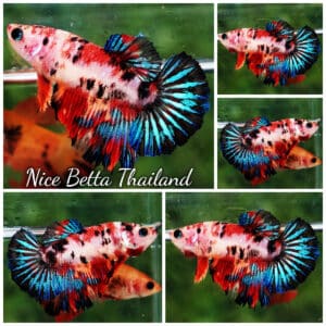 Betta fish Female HM Multicolor Candy Nemo