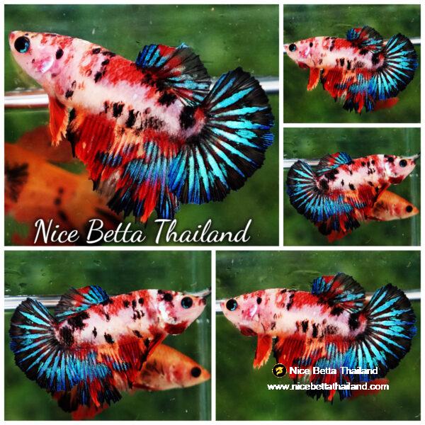 Betta fish Female HM Multicolor Candy Nemo