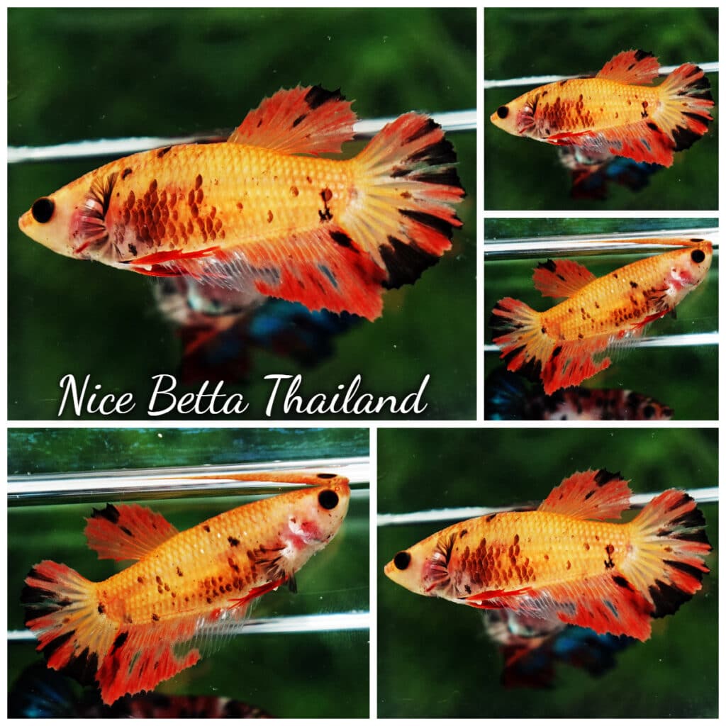 Betta fish Female HM The Tiger - nicebettathailand.com