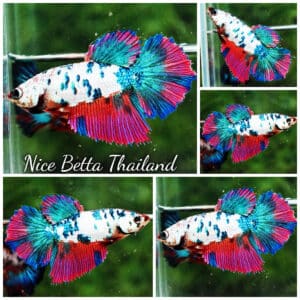 Betta fish Female HM Queen Magical Pink Blue Marble