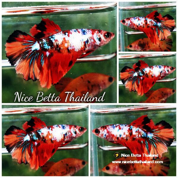 Betta fish Female HM Multicolor Fancy Candy