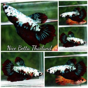 Betta fish Female HM Black Devil Warrior