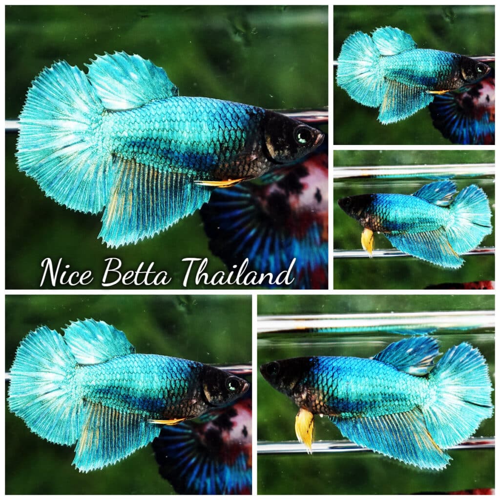 Betta Fish Female HM Turquoise Nicebettathailand betta-fish-female-hm-turquoise-nicebettathailand
