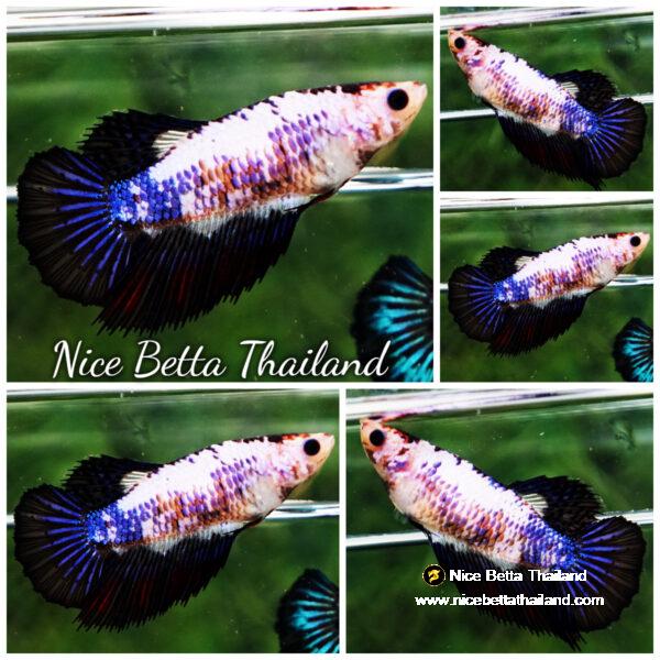 Betta fish Female HM Fancy Black Blue Marble