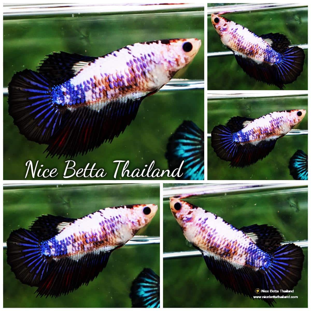 Betta fish Female HM Fancy Black Blue Marble