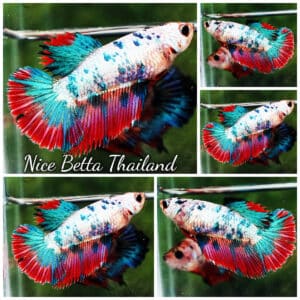 Betta fish Female HM Magical Pink Blue Marble