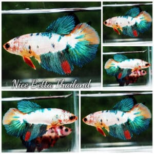 Betta fish Female HM Fancy Emerald Candy