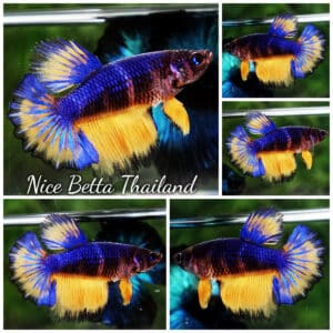 Betta fish Female HM Rosetail Blue Mustard Gas Black Ring