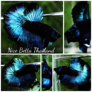 Betta fish HM Helmet Blue Samurai Black Ring