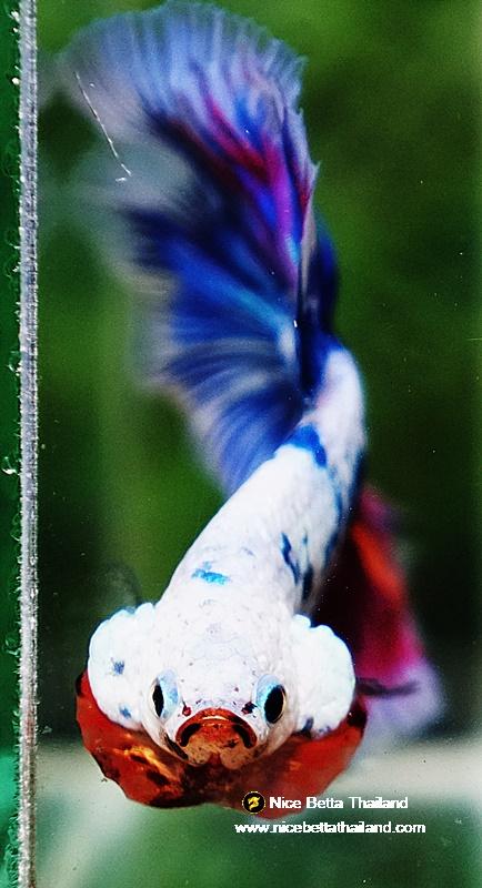 Betta fish HM Magical Pink Blue Marble 
