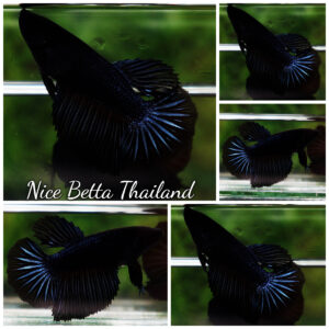 Betta fish Female HM Blue Black Orchid