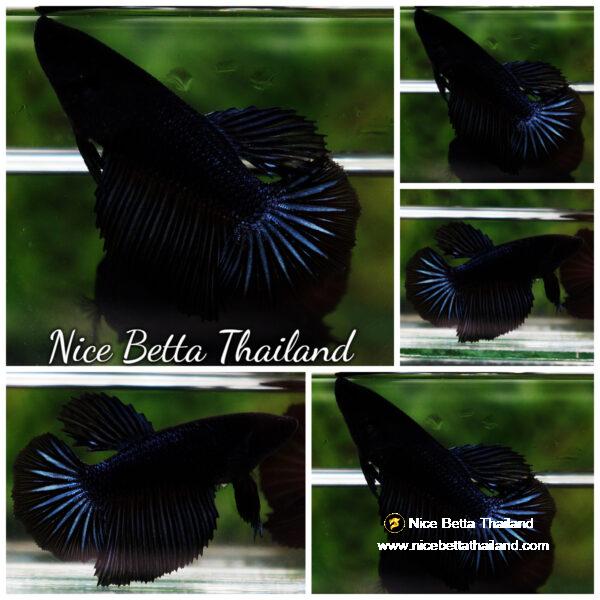 Betta fish Female HM Blue Black Orchid