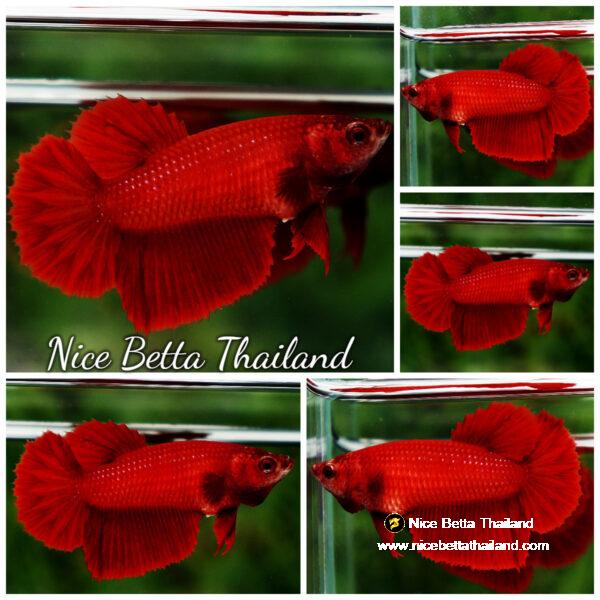 Betta fish Female HM Pefect Super Red