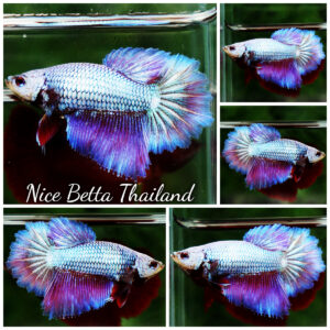 Betta fish Queen Rose Royal Lavender