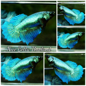 Betta fish Queen Sparkle Royal Turquoise