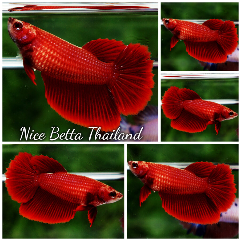 Betta fish Female HM Perfect Super Red - nicebettathailand.com