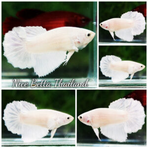 Betta fish Queen Perfect Sparkle White Platinum