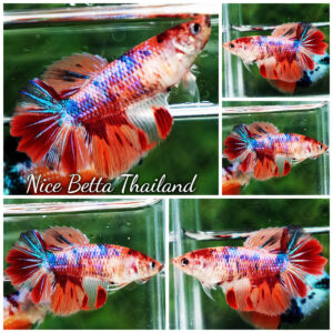 Betta fish Female HM Multicolor Rainbow Candy