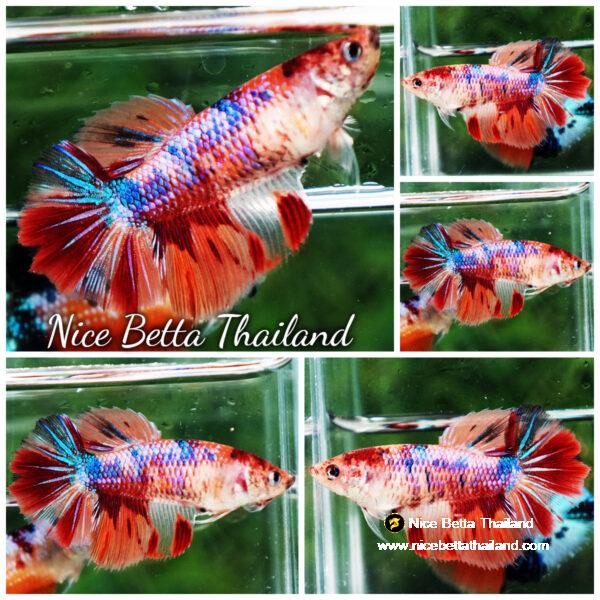 Betta fish Female HM Multicolor Rainbow Candy