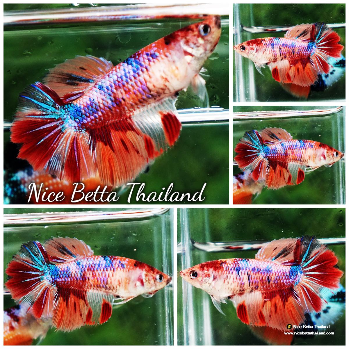 Betta fish Female HM Multicolor Rainbow Candy - nicebettathailand.com
