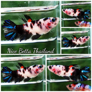 Betta fish Female HM Dalmetian Koi
