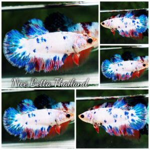 Betta fish Female HM Fancy Captian America Marble