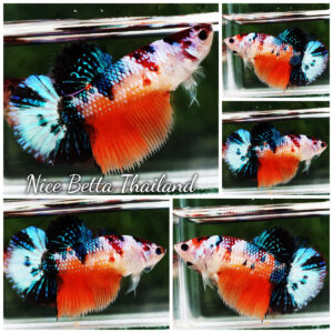 Betta fish Female HM Emerald Nemo