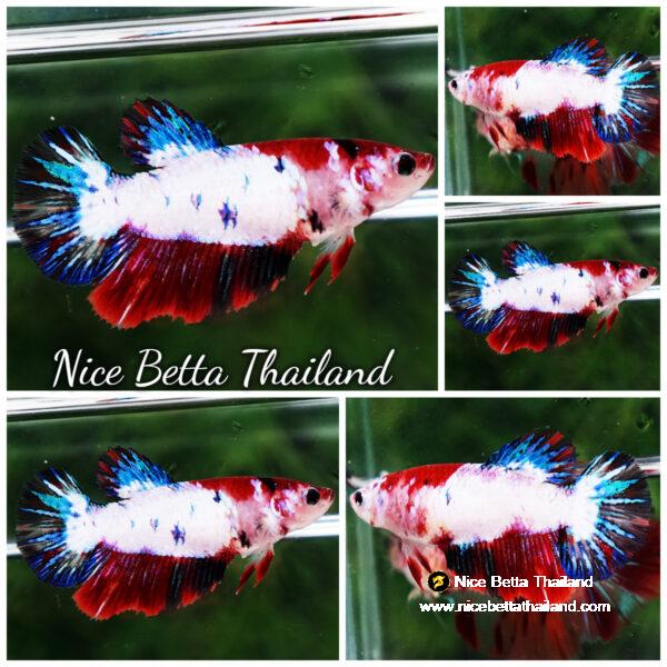 Betta fish Female HM Fancy Dragon