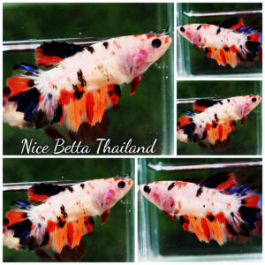 Betta fish Female HM Classic Nemo Tiger