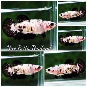 Betta fish Female HM Black Rim Cobra