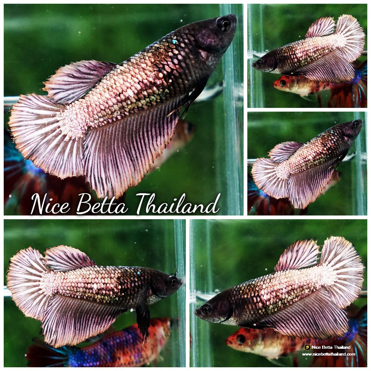 Betta fish Female HM Copper Gold - nicebettathailand.com