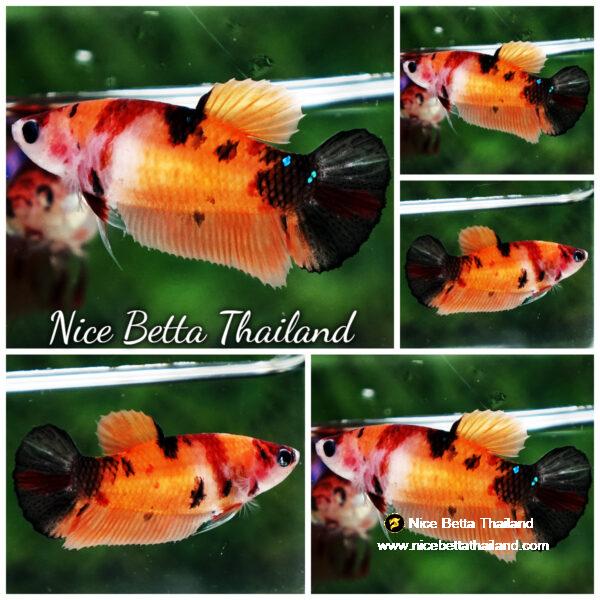 Betta fish Female HM Classic Nemo