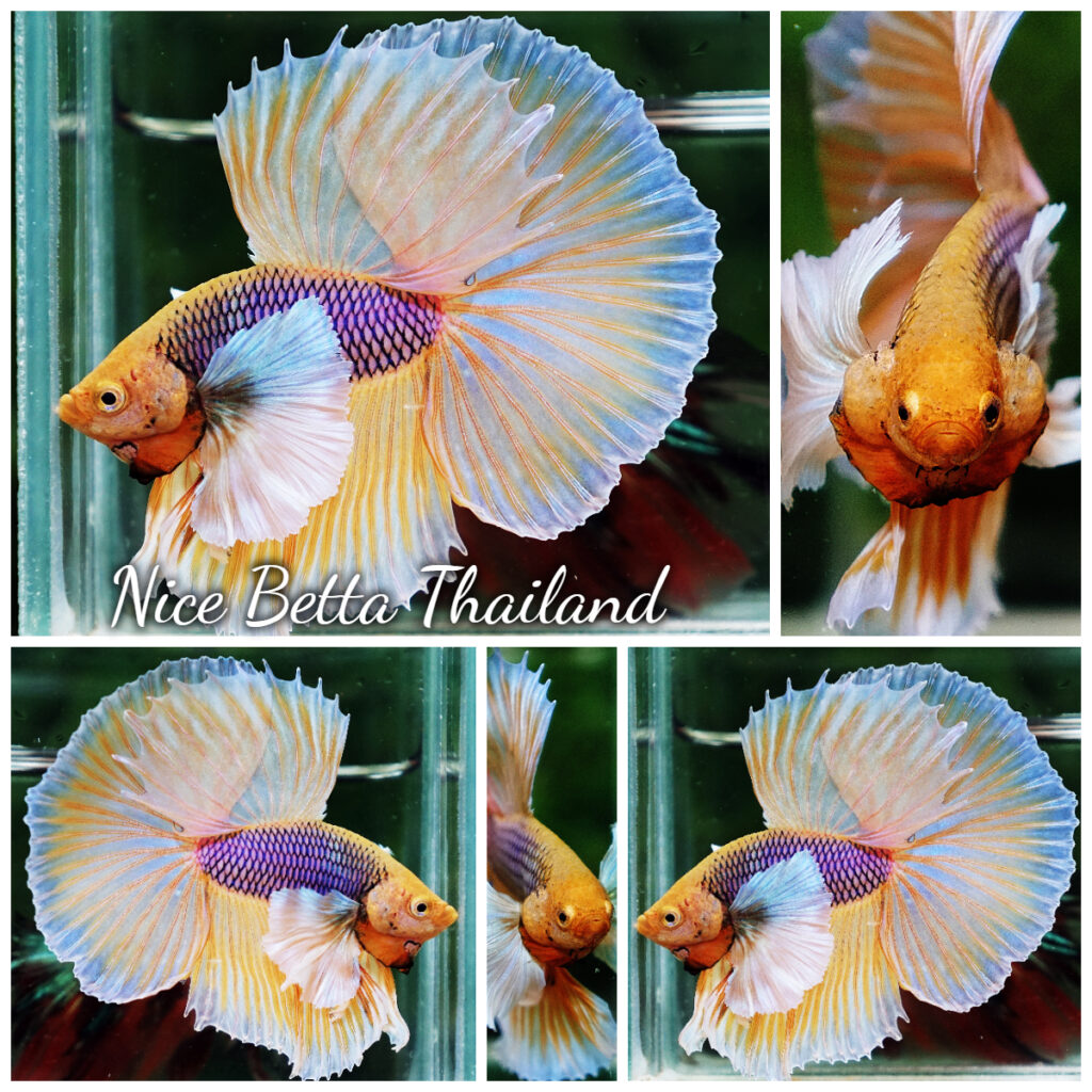 Betta fish OHM Pink Pineapple Big Dumbo - nicebettathailand.com