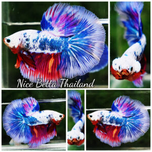 Betta fish HM Magical Pink Blue Marble