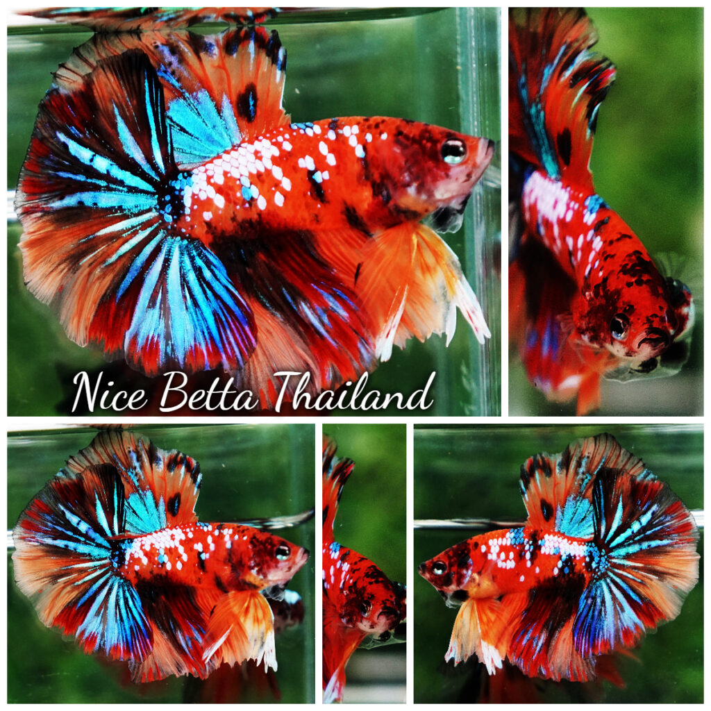 Betta fish OHM Multicolor Tiger Galaxy - nicebettathailand.com