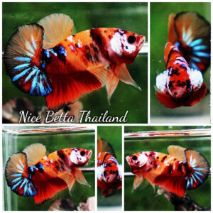 Betta fish HMPK Original Candy Nemo